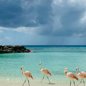 Aruba eSIM data plan for travel & business | microesim instant activation