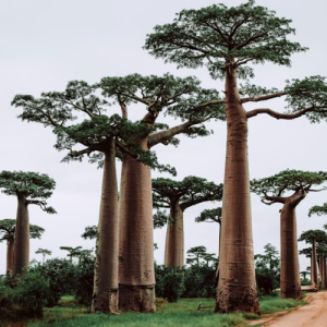 Madagascar eSIM data plan for travel & business | microesim instant activation
