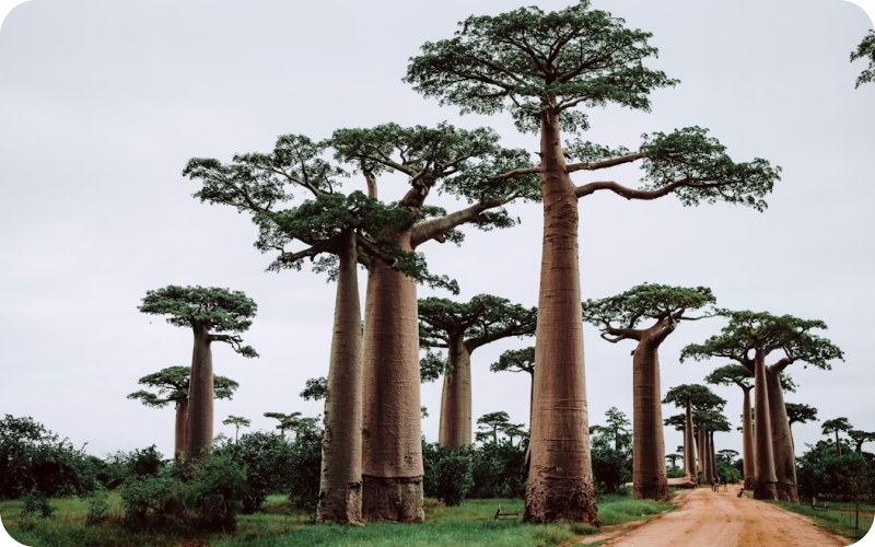 Madagascar eSIM data plan for travel & business | microesim instant activation